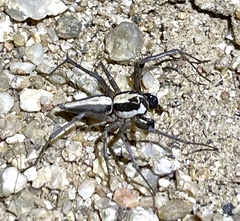 Oxyopes tridens
