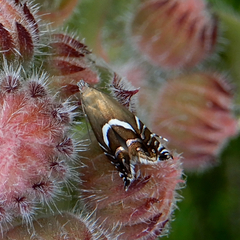 Glyphipterix simpliciella