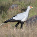 Secretarybird - Photo (c) copper, some rights reserved (CC BY-NC), uploaded by copper