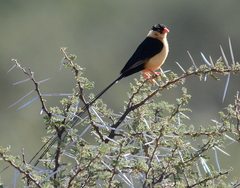 Vidua regia