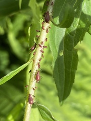 Uroleucon rudbeckiae