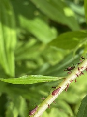 Uroleucon rudbeckiae