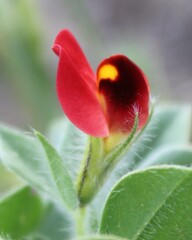 Lotus tetragonolobus