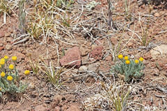 Erigeron aphanactis congestus