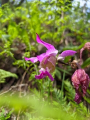 Bletia macristhmochila