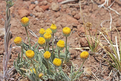 Erigeron aphanactis congestus