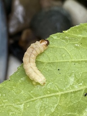 Eichlinia cucurbitae