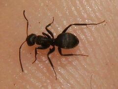 Camponotus novogranadensis