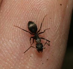 Camponotus novogranadensis