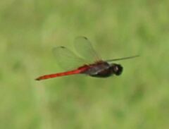 Tauriphila australis