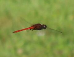 Tauriphila australis