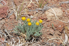 Erigeron aphanactis congestus