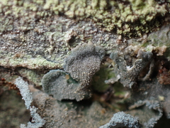 Erioderma