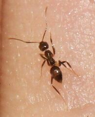 Nylanderia steinheili