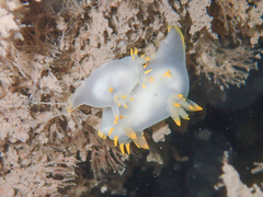Polycera kernowensis