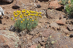 Erigeron aphanactis congestus