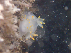 Polycera kernowensis