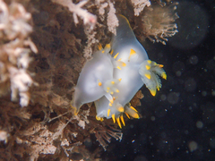 Polycera kernowensis