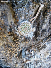 Strombocactus disciformis