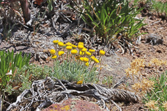 Erigeron aphanactis congestus