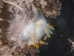 Polycera kernowensis