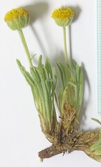 Erigeron aphanactis congestus