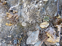 Strombocactus disciformis