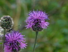 Centaurea scabiosa alpestris