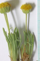 Erigeron aphanactis congestus