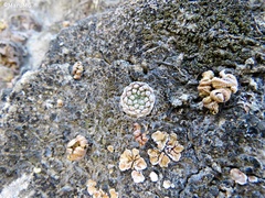 Strombocactus disciformis