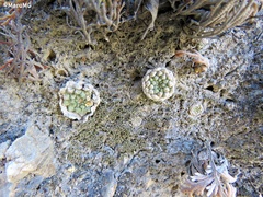 Strombocactus disciformis esperanzae