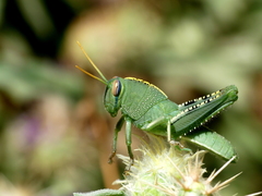 Anacridium aegyptium
