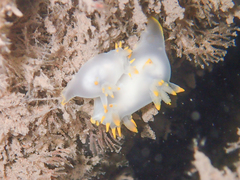 Polycera kernowensis