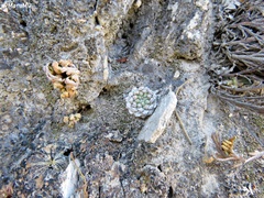 Strombocactus disciformis