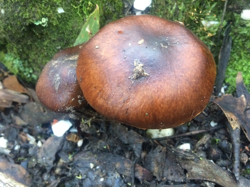 Cortinarius clelandii image