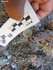 Strombocactus disciformis