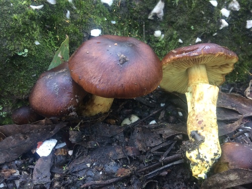 Cortinarius clelandii