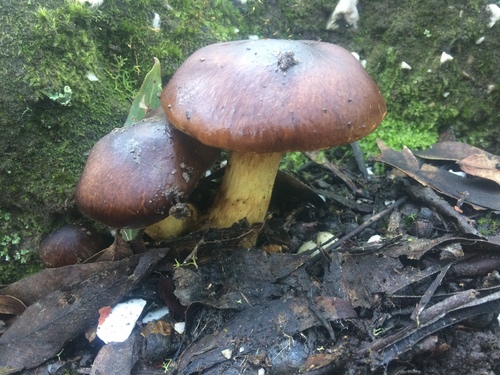 Cortinarius clelandii image