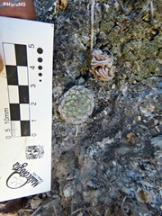 Strombocactus disciformis