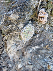 Strombocactus disciformis