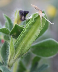 Lotus tetragonolobus