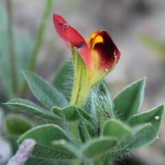 Lotus tetragonolobus