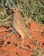 Anthus vaalensis