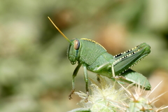 Anacridium aegyptium