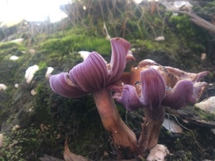 Cortinarius archeri