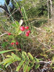 Gymnosporia markwardii