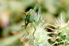 Anacridium aegyptium