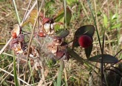 Gymnosporia markwardii