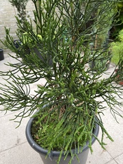 Athrotaxis cupressoides