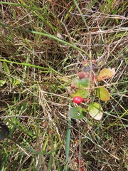 Gymnosporia markwardii